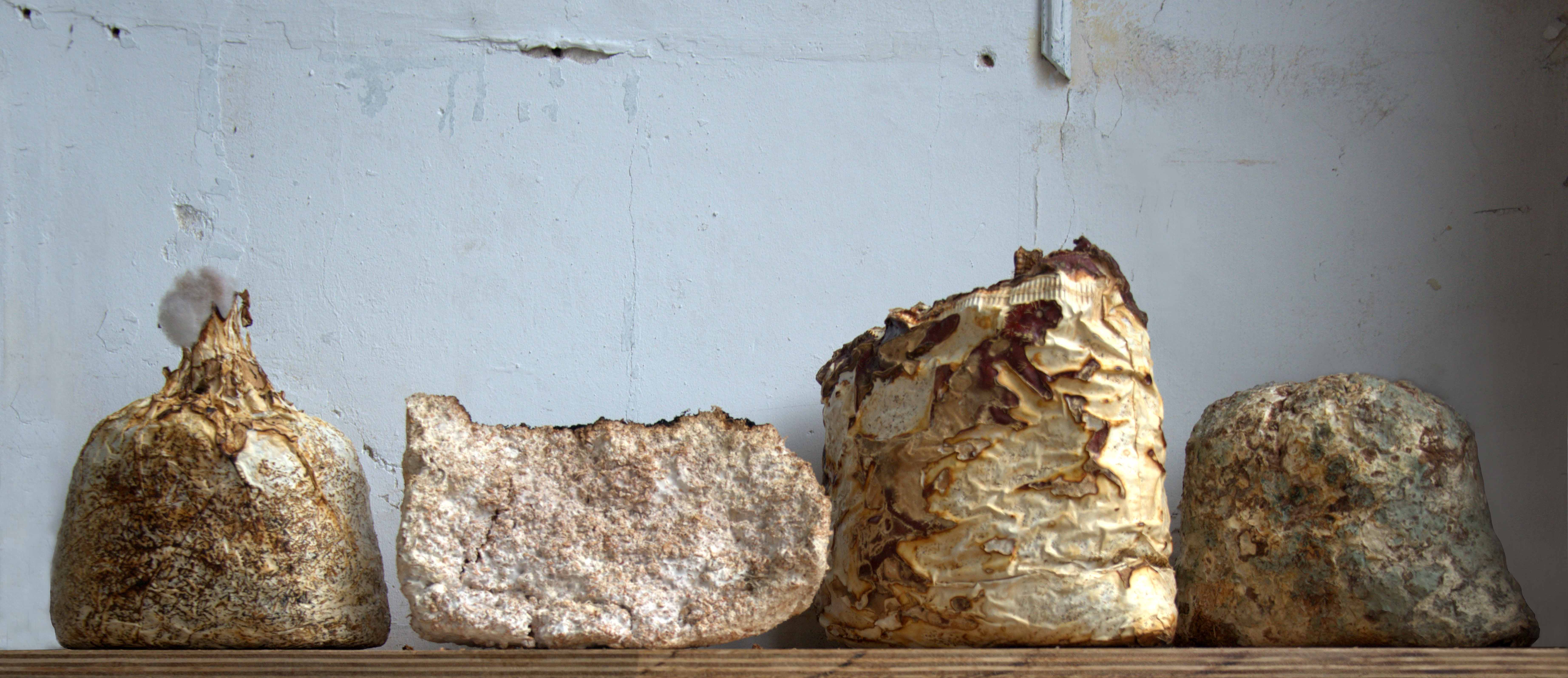 Magical Mushrooms: How Mycelium Is Changing The Future Of Design