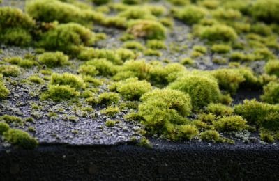 Moss on roof