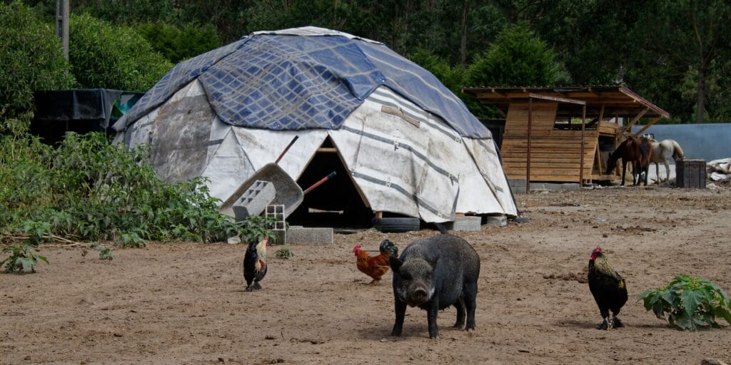 17 people, 1 goat, 3 horses and 3 pigs